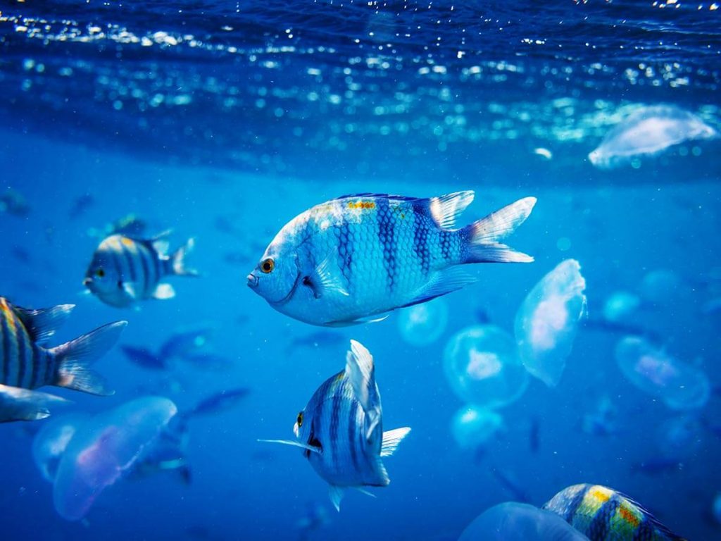 Oceanography
